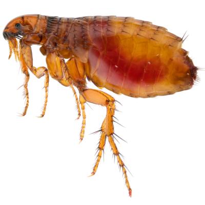close up image of a flea