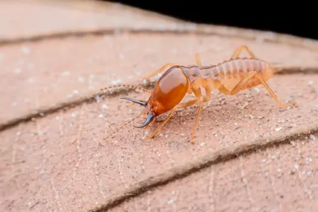 close up image of a termite