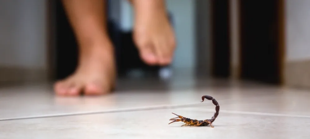 person almost stepping on a scorpion